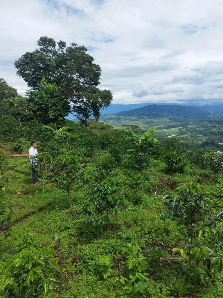 cafetal-cafesembrado-finca-productor