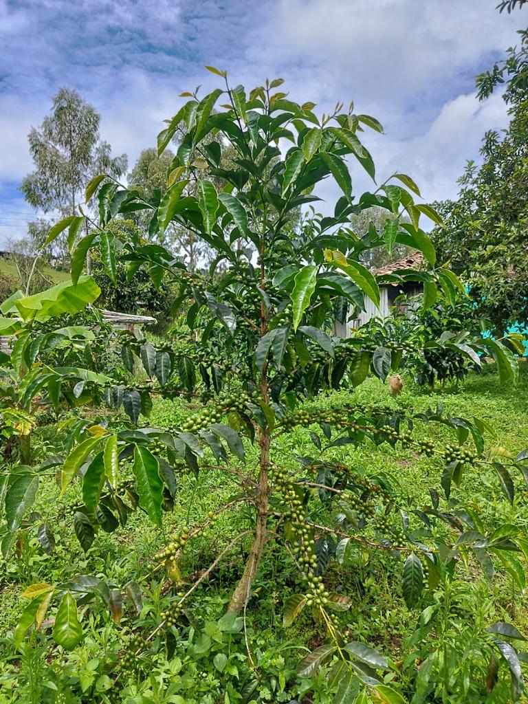 siembra-planta-cafeverde-cafecereza